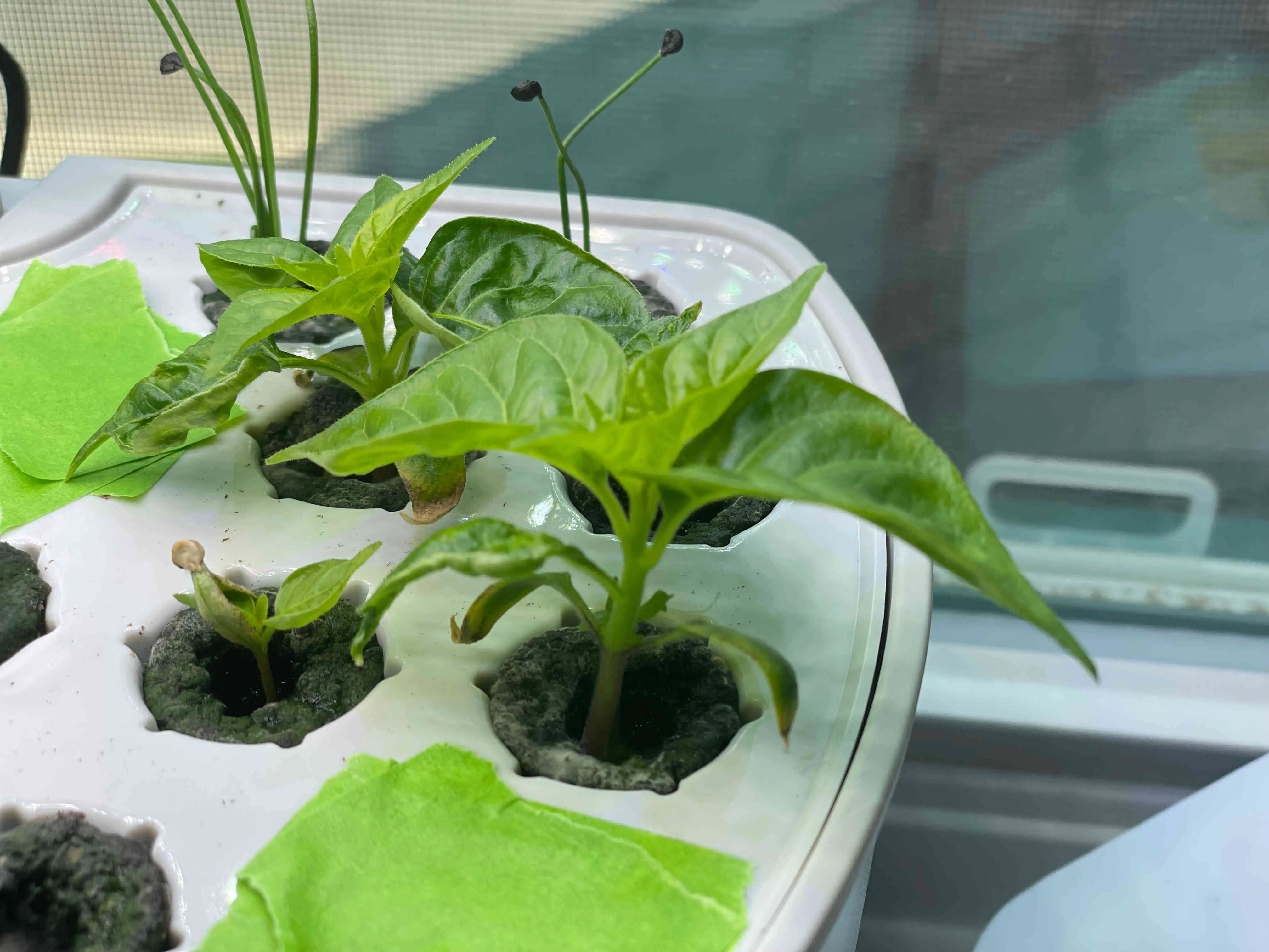 trinidad moruga scorpion aerogarden